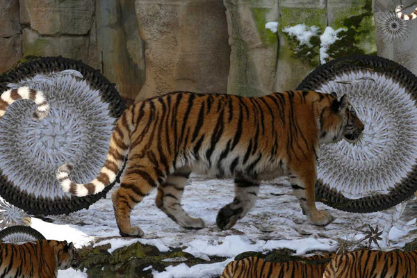 Tiger-Serie3-04