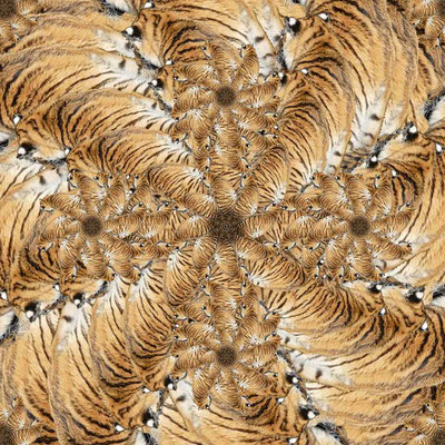 Tiger (18)