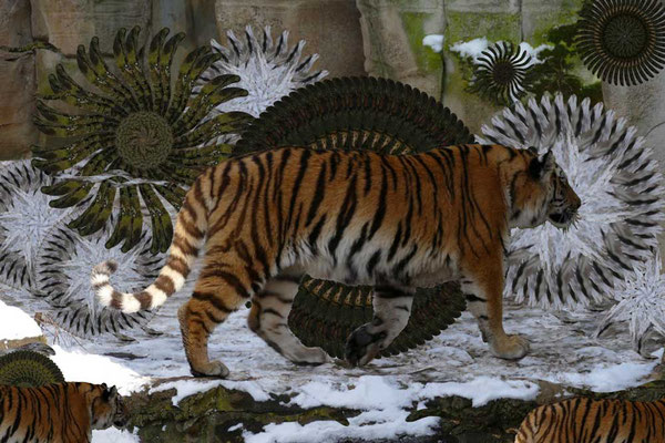 Tiger-Serie3-03