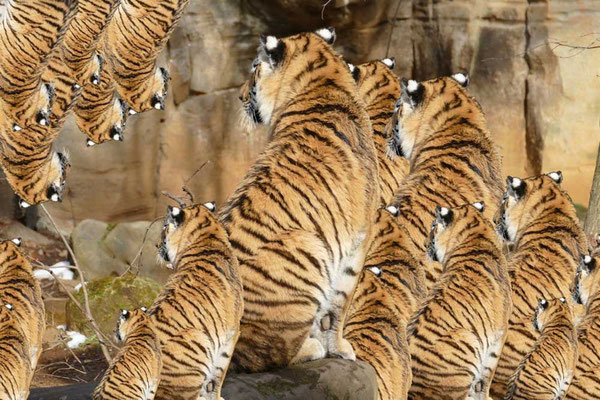 Tiger (02)