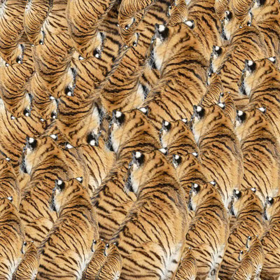 Tiger (04)