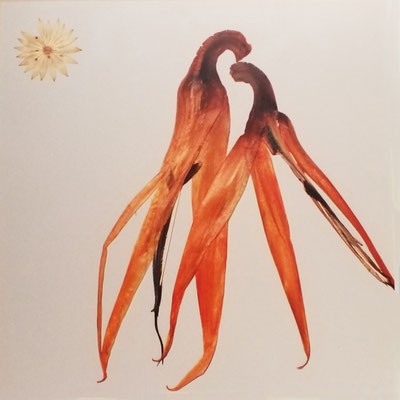 floralart Print  - Zuneigung 30 x 30