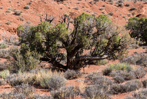 Ein Baum.
