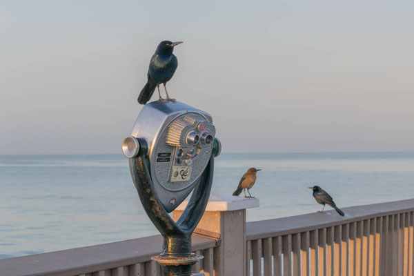 Vögel auf der Pier.