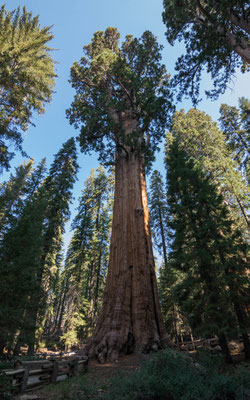Der General Sherman Tree.
