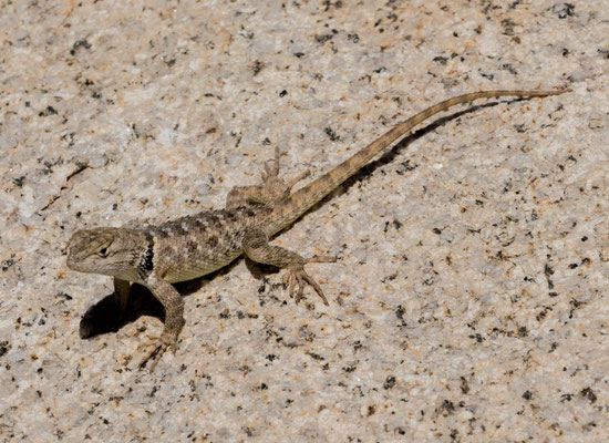 Ein Reptil im Park.