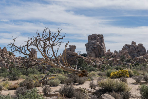 Im Joshua Tree Nationalpark.