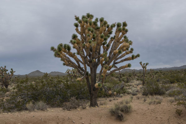 Ein Joshua Tree.