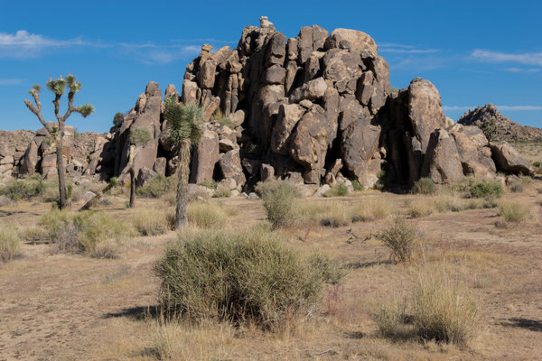 Im Joshua Tree Nationalpark.
