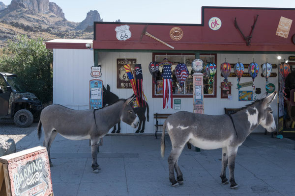 Wilde Burros.