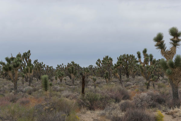 Die Landschaft in der Mojawe-Wüste.