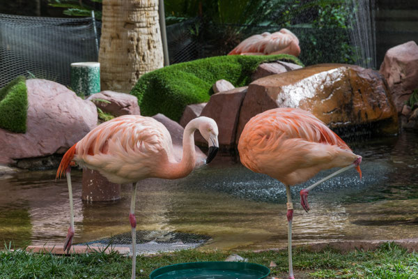Flamingos im Flamingo.