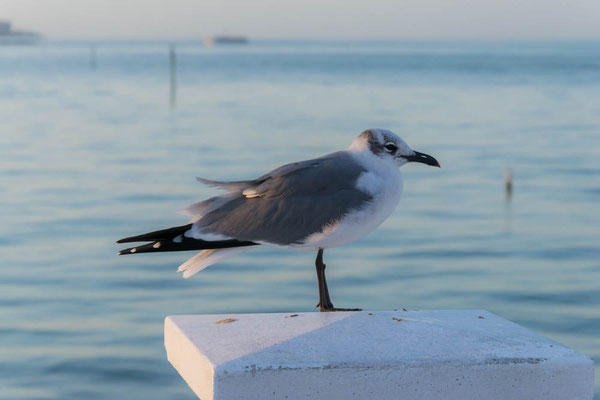 Vögel auf der Pier.
