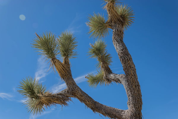 Im Joshua Tree Nationalpark.