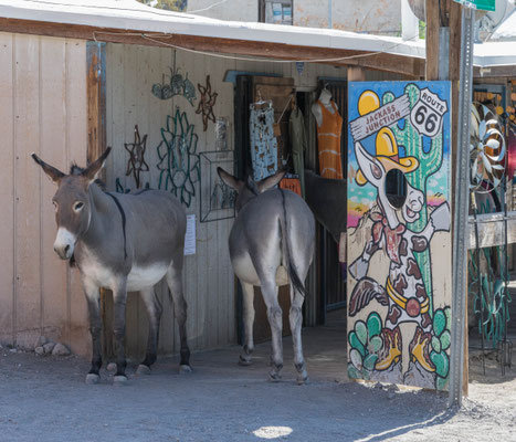 Dinge in Oatman.