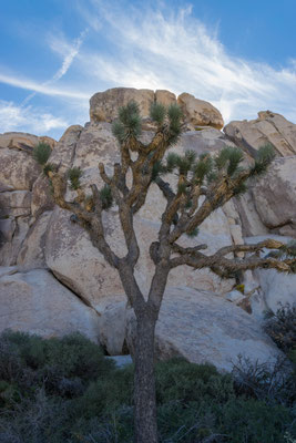 Im Joshua Tree Nationalpark.
