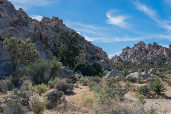 Im Joshua Tree Nationalpark.
