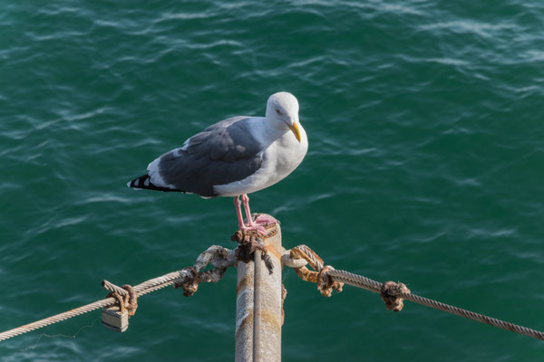 Santa Monica Pier.