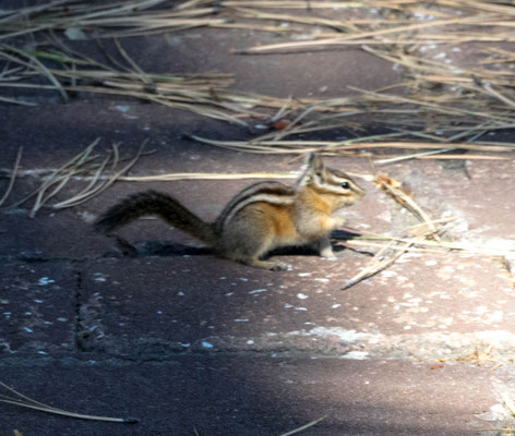 Und ein Streifenhörnchen, das mir den Weg weisst.