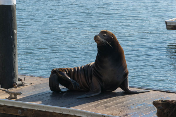 Seelöwe an Pier 39.