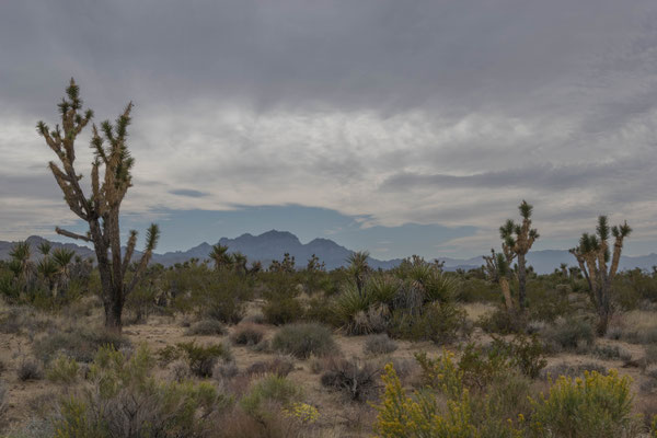 Die Landschaft in der Mojawe-Wüste.