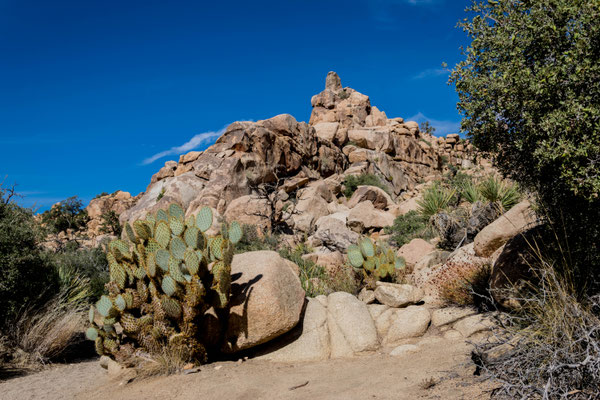 Im Joshua Tree Nationalpark.