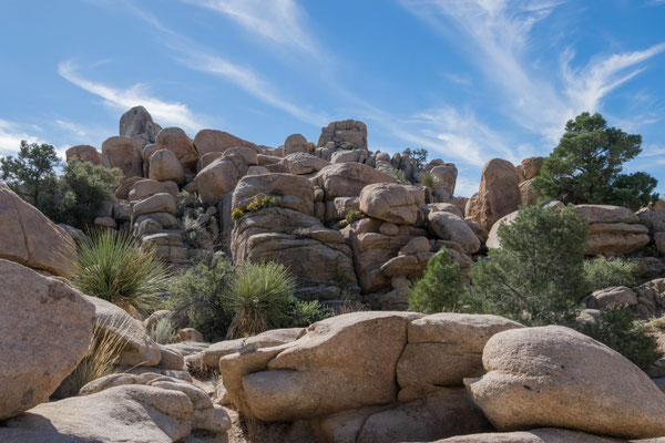Im Joshua Tree Nationalpark.