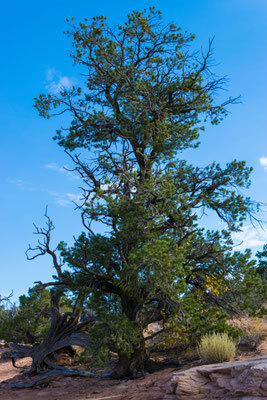Vegetation.