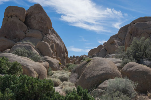 Im Joshua Tree Nationalpark.