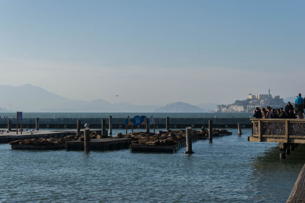 Seelöwen am Pier 39.