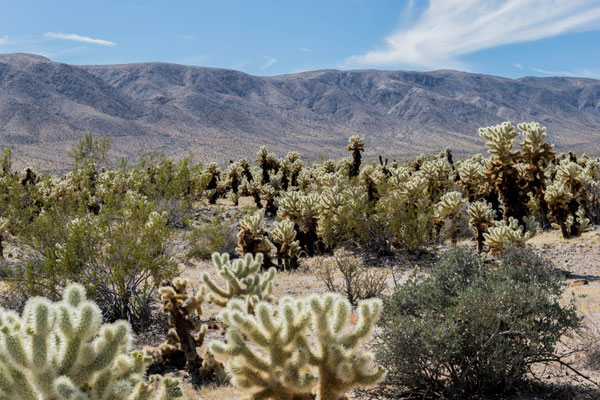 Im Joshua Tree Nationalpark.