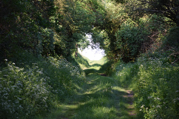 Ein Feldweg bei Körrenzig
