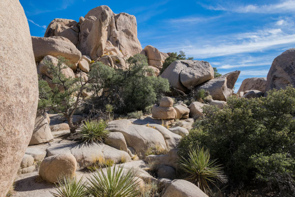 Im Joshua Tree Nationalpark.