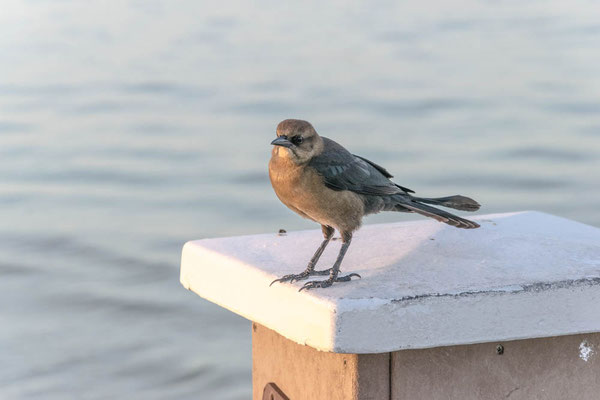 Vögel auf der Pier.