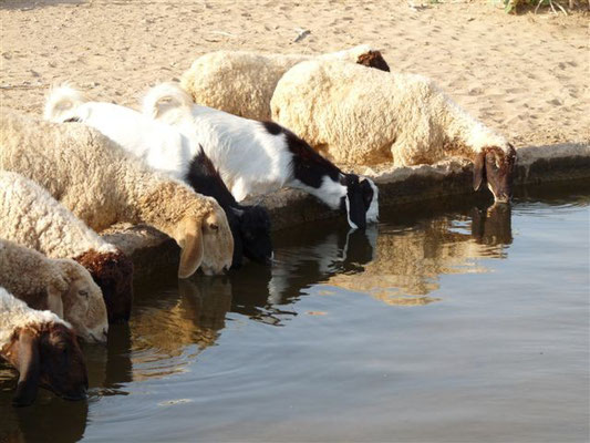 ... und die unzaehligen Schafen, denen wir auf unser Reise begegnet sind, auch!