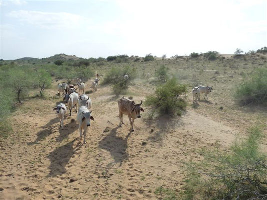 On the camel ....