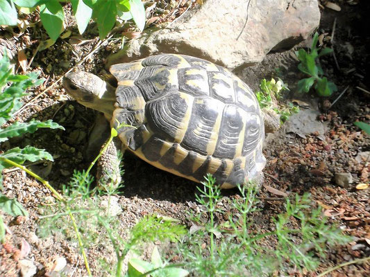 So sieht eine Mittelmeerschildkröte aus...