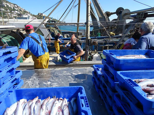 Die Fischkisten werden an Land gebracht