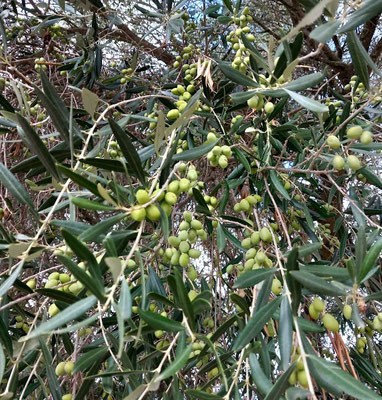 Sie wachsen auf dem Puig Andreu: Oliven ...