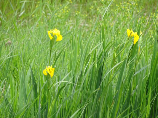 Wasserlilien