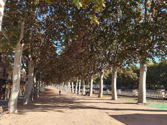 Passeig Marimon Asprer mit 150-jährigen Platanen