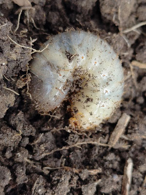 Larve de cétoine dorée