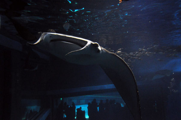 3.13-meter (10 ft 3 in) manta ray