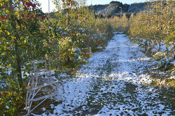 薄ら雪が積もった朝の果樹園