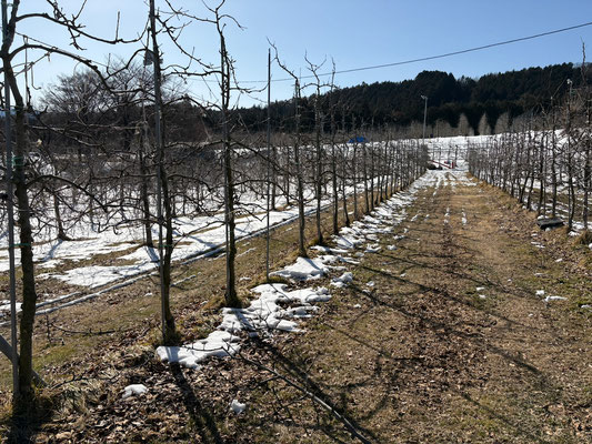 雪解けが進むのは剪定作業で歩いた場所