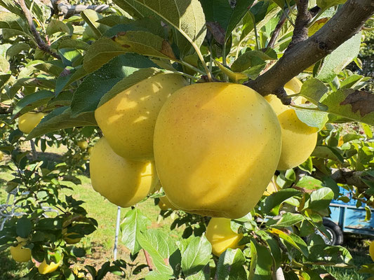 完熟したシナノゴールド