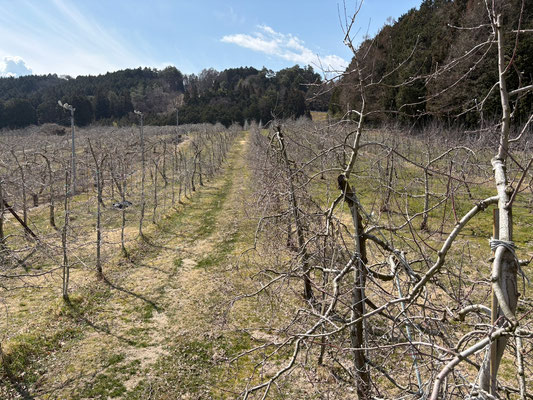 剪定作業を進める果樹園