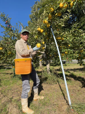 シナノゴールドの収穫