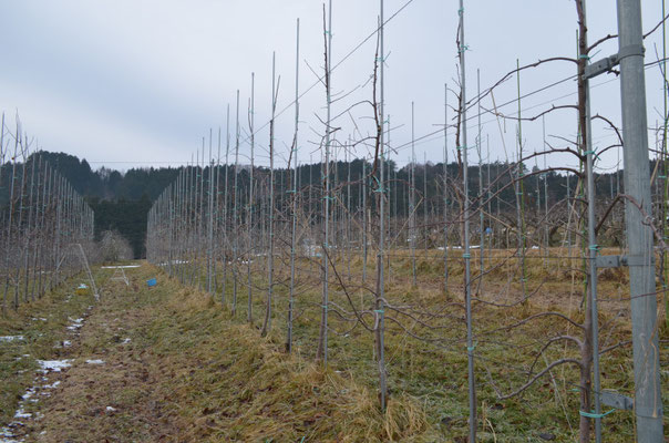 果樹園では剪定作業中