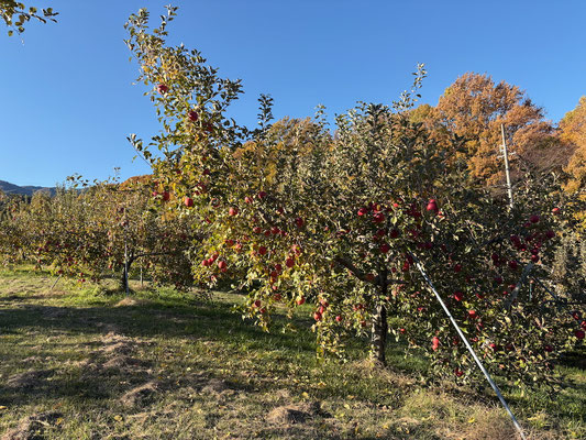 里山の紅葉に重なるりんご